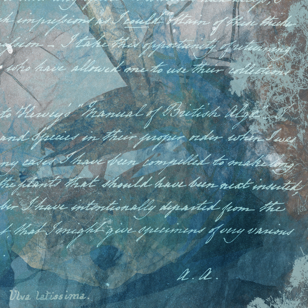 Detail view of Anna Atkins Assemblage