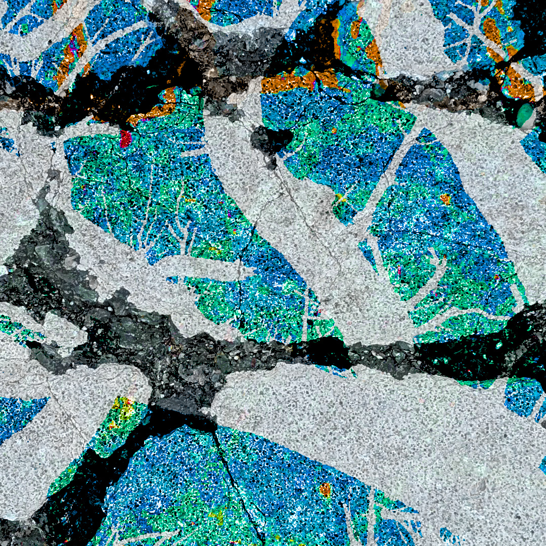 Detail view of The Hidden Talents of Trees