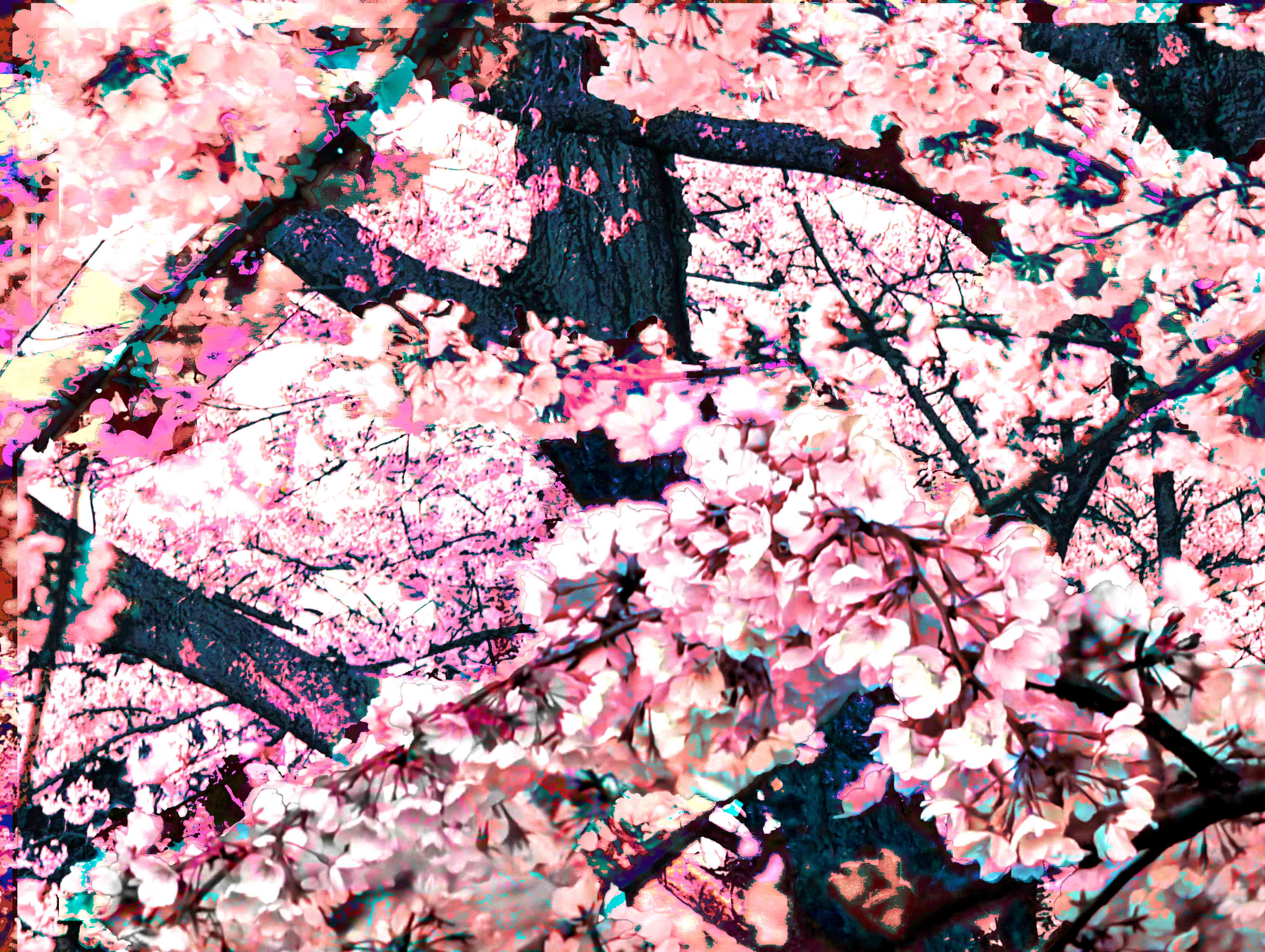 cherry blossoms under a full moon