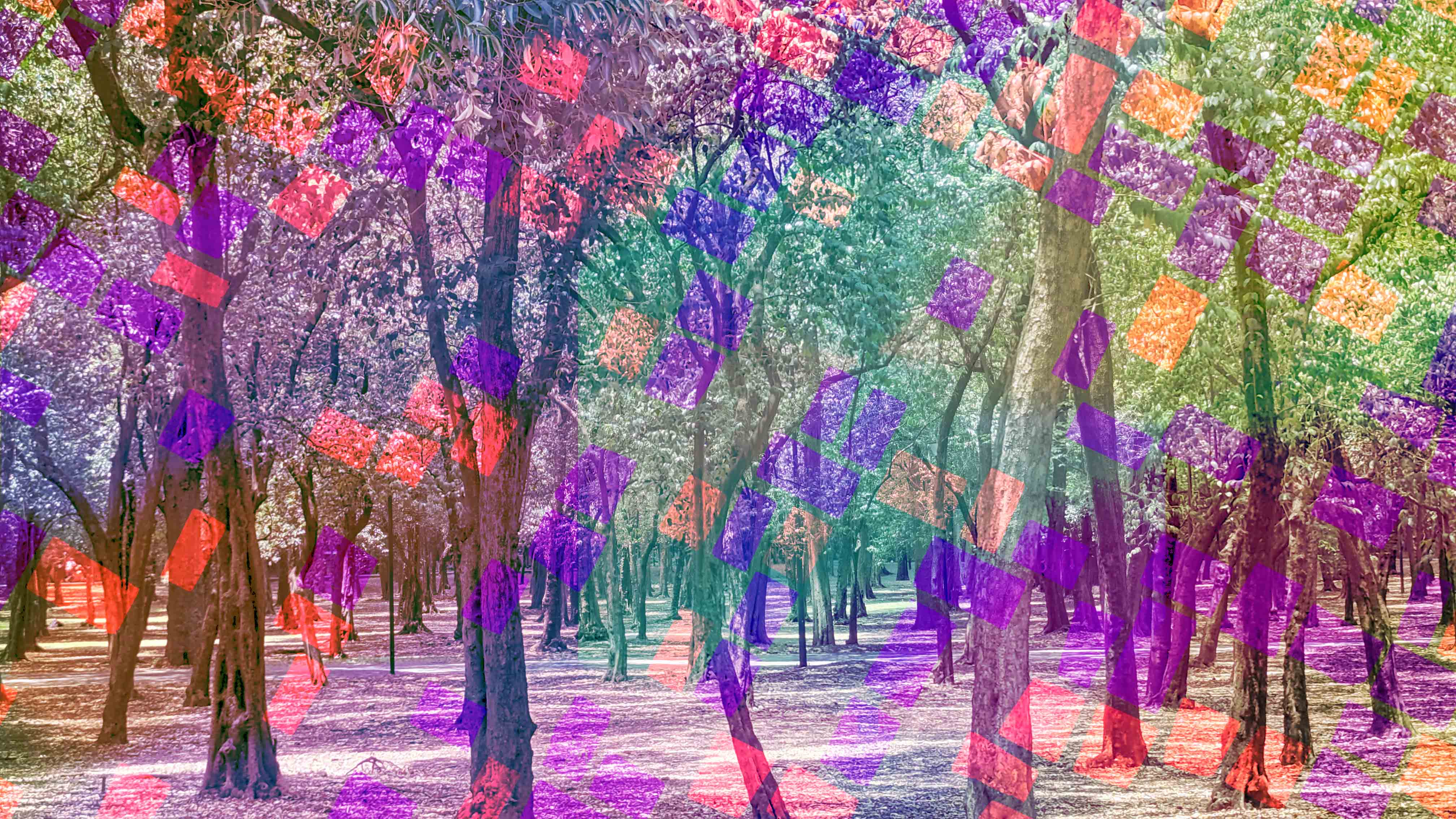 an artistic photo of trees in Bosque Chapultepec in Mexico City 