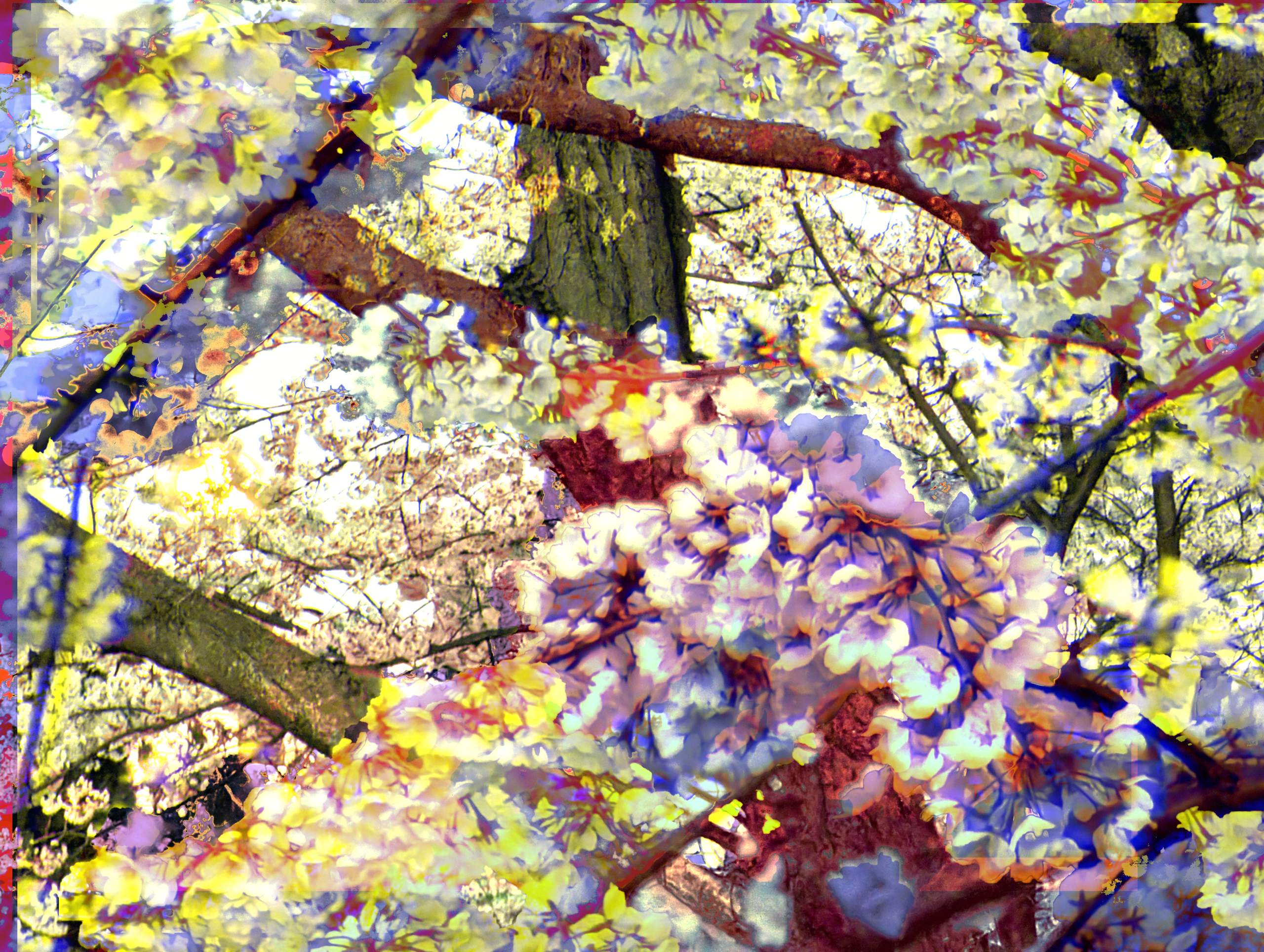 cherry blossoms under a full moon