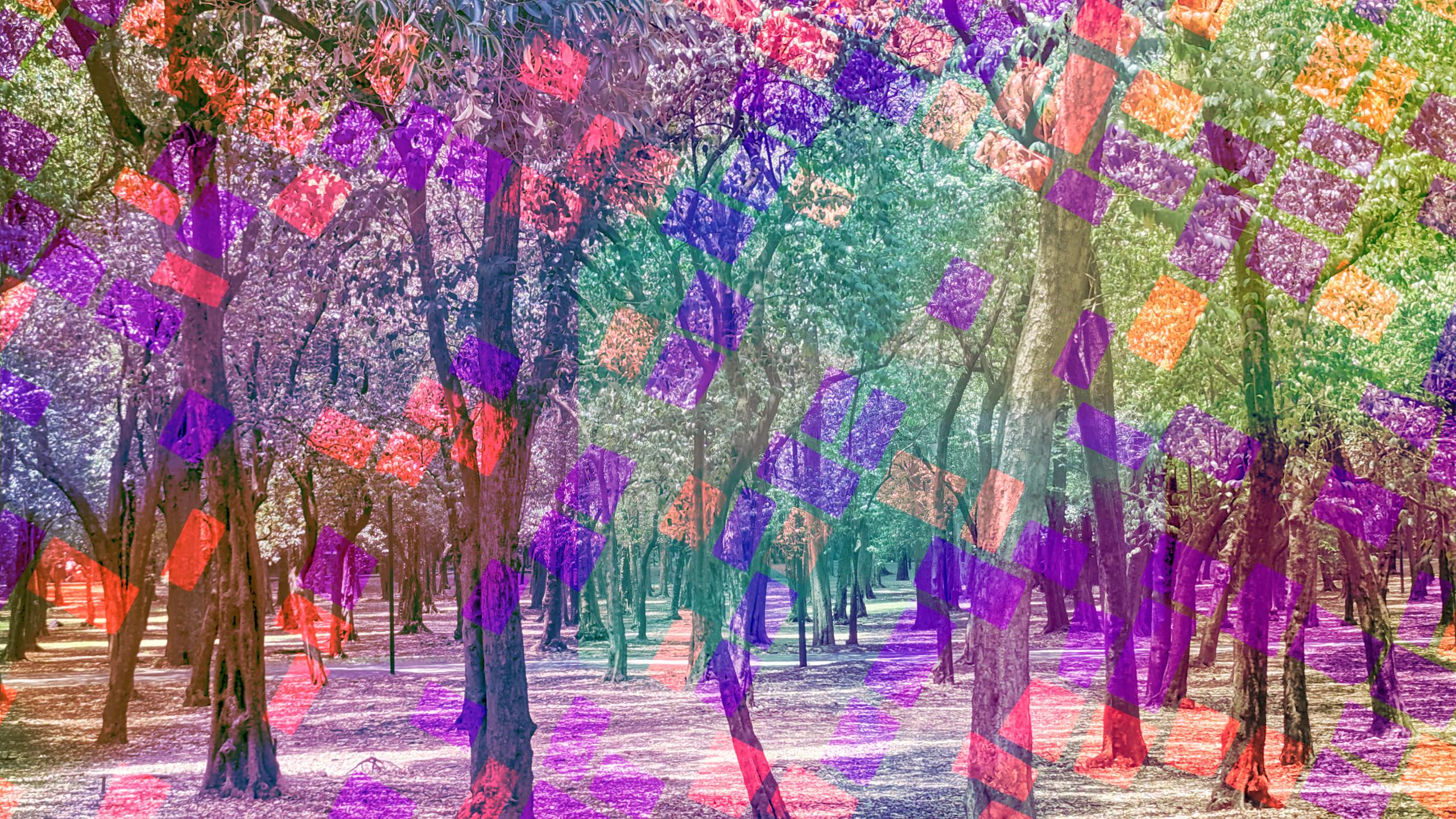 an artistic photo of trees in Bosque Chapultepec in Mexico City