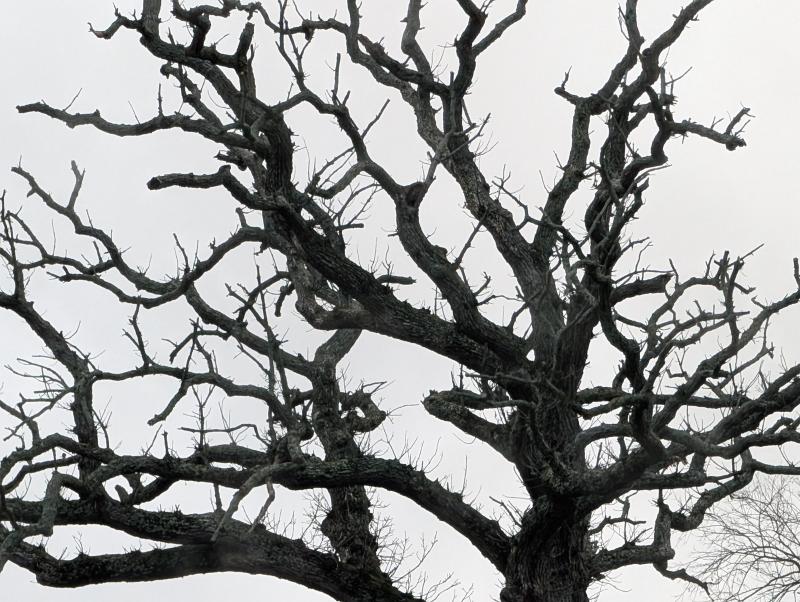 Source texture for The Hidden Talents of Trees