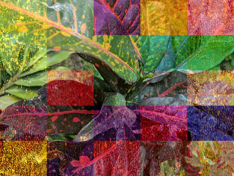 Plant matter under a filter and the influence of other photos