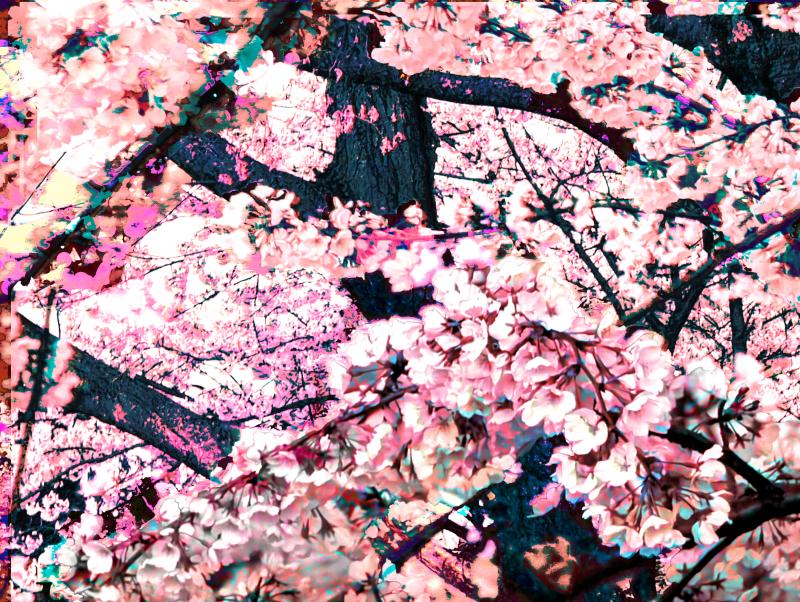 cherry blossoms under a full moon